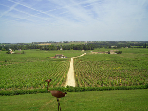 CH-HT-SARPE-Vigne-et-allee.jpg (81 KB)